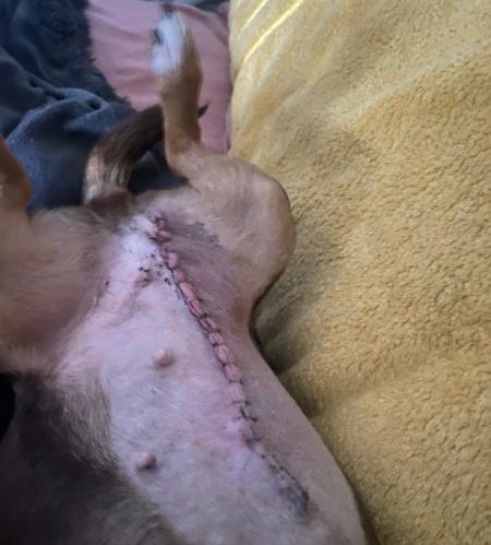 Du siehst Jack-Russell-Hündin Sky nach der OP mit der zugenähten Baudecke. Ihr wurden Knoten in der Milchleiste entfernt. Jedoch wartet sie noch auf eine weitere Operation